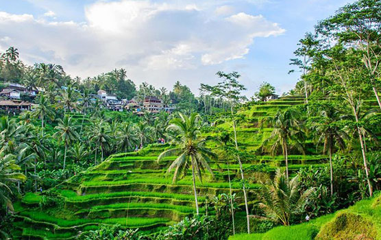 Read more about the article Ubud Tour