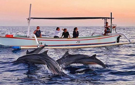 Read more about the article Bali Dolphin Tour
