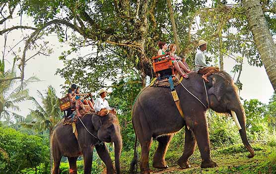 Read more about the article Elephant Ride and Tanah Lot Tour