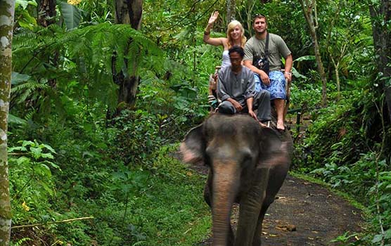 Read more about the article Elephant Ride and Ubud Tour